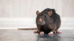 Rat stroke: tünetek és kezelés